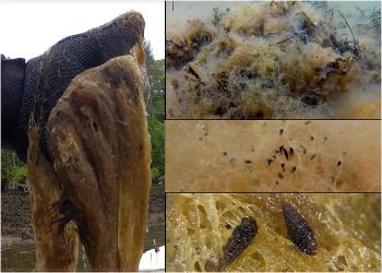 Blanket weed (filamentous algae) Loch Ewe, 16 May 2022 (all WRFT except lower right, Chloe Hall) Blanket weed (filamentous algae) Loch Ewe, 16 May 2022 (all WRFT except lower right, Chloe Hall)